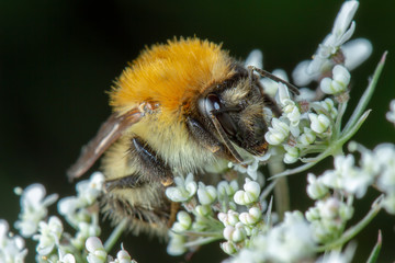Little honey bee collecting pollen on white flowers