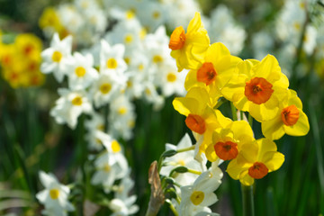 Amazing white and yellow narcissuses in spring park. Field of spring flowers