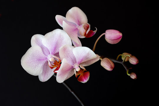 Close-up of pink-white orchid flower on the black background
