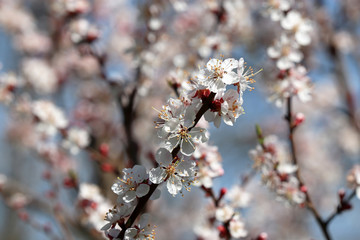 Cherry blossom branch close up, white sakura flowers on blue sky background. Spring season, romantic pattern for greeting card