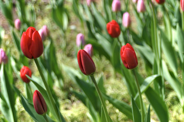 blooming tulips in the flower bed