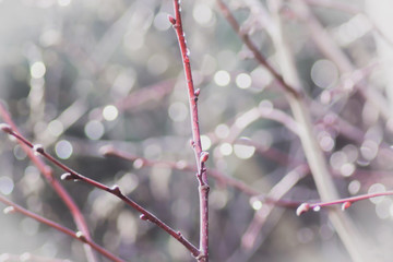 Rain drops on the tree brunches after the rain in spring, selective focus
