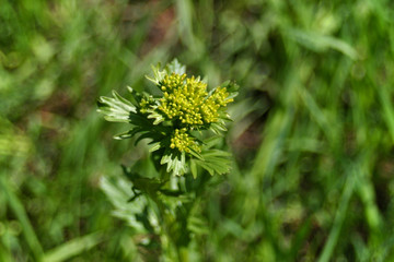 spring blooms in the park