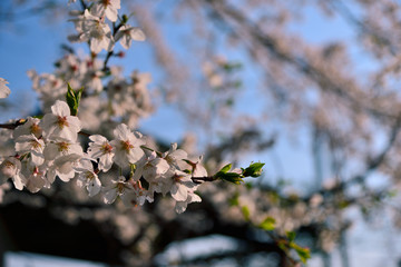 【神奈川県】横須賀市　諏訪大神社の桜