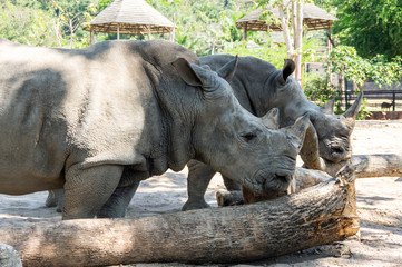 Fototapeta premium View of rhinoceros