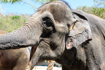 View of elephant