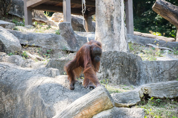 View of orangutan