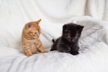Chatons