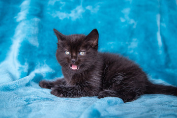 Chaton