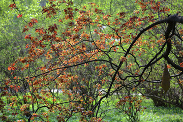 Spring blossom of a perennial deciduous maple tree of the Acereae family