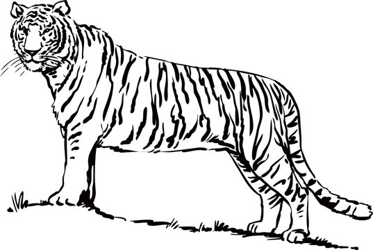 tiger black and white vector illustration