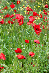 Fototapeta na wymiar red poppies flower field spring season