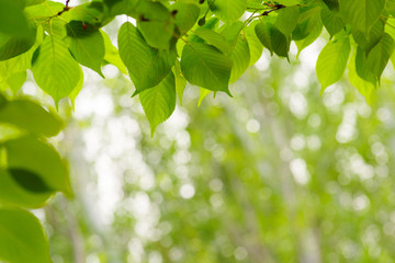 Green leaves on green bokeh background, Natural green background
