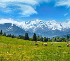 Fototapeta na wymiar Herd cows on glade and Mont Blanc mountain massif (view from Plaine Joux outskirts)
