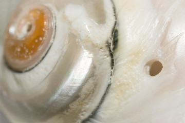 close up photo of seashell