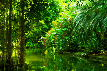 Obraz premium The wild nature. Beautiful landscape of tropical forest with the river.