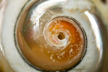 close up photo of seashell
