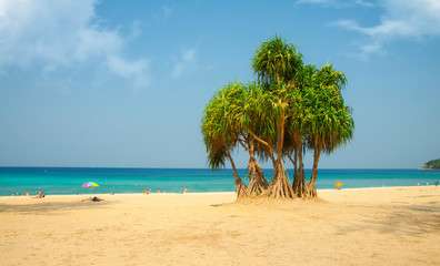 Blue sea beach, azure sea, sand coast and lonely lush tree. People rest on the beach. Thailand. Andaman Sea.