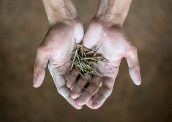 White male palms, Builder