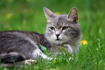 Grey cat lying in the green grass on a spring meadow with wildflowers. Traces of milk on the cat's face, beautiful portrait on nature background