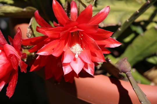 Big red blossom of a leaf cactus