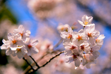 【神奈川県】横須賀市　諏訪大神社の桜