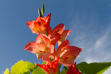 Gladioli against a blue summer sky