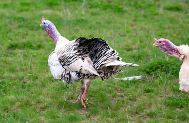 turkey in the grass. Domestic bird. Flock of turkeys