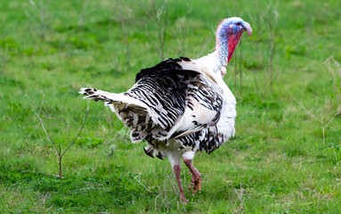 turkey in the grass. Domestic bird. Flock of turkeys