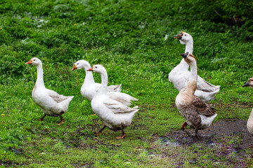 Geese in the grass. Domestic bird. Flock of geese. White geese
