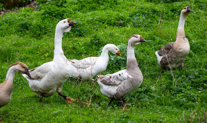 Geese in the grass. Domestic bird. Flock of geese. White geese