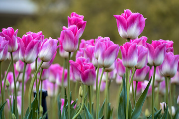Fototapeta Różowo-białe tulipany obraz