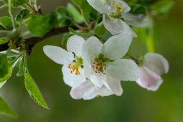 Obraz na płótnie Canvas blooming apple tree branch, white flowers of apple tree