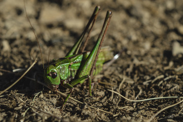 Problems of farmers, farming and agriculture. Insect pests.