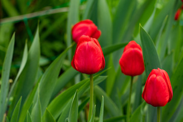 Red beautiful tulips field in spring time with sunlight, floral background