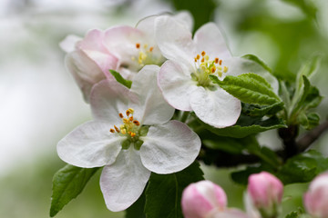 blooming apple tree branch, white flowers of apple tree