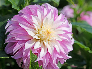 Dahlienblüte in einer Nahaufnahme