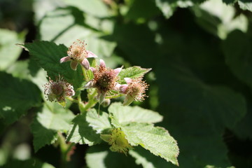 Raspberry bush in spring, Germany