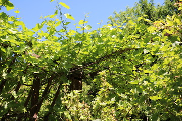 Kiwi flowers and blooming raspberry bush in spring, Germany