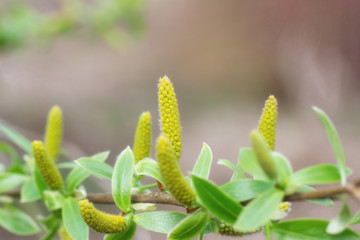 Flowering willow buds bloomed, early spring. Soft focus, close up, macro.