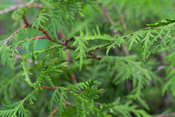 Calm green plant background. Thuja, fern, soft focus, closeup.