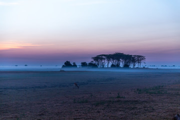 Blue Hour Sunrise with Haze over African savannah