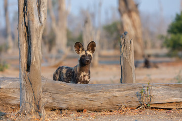 Painted Wolf, African Wild Dog Portrait