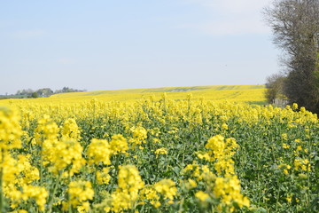 Rapeseed Flower Field