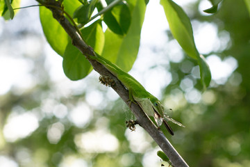 A gecko eating a dragonfly at the LSU Hilltop Arboretum, Baton Rouge, Louisiana, USA.