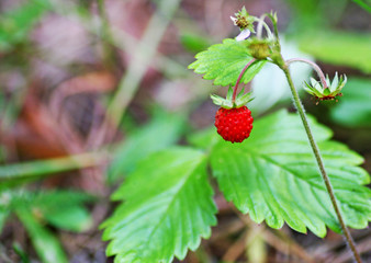Wild strawberry.