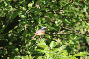 Common redstart in spring, Germany