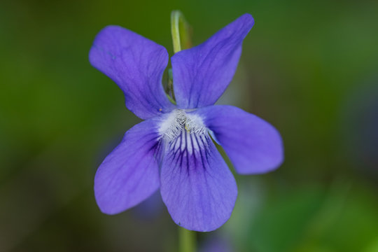 Hain-Veilchen (Viola Riviniana)