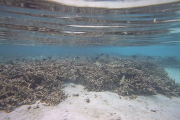 Beautiful view of dead coral reefs. Underwater world. Maldives, Indian Ocean,  Snorkeling. Beautiful nature background.