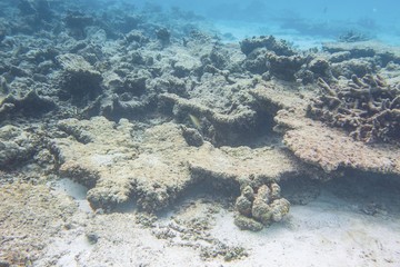 Underwater view of dead coral reefs and beautiful fishes. Snorkeling. Maldives, Indian ocean.	